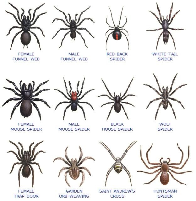 b2ap3_large_australian-spiders.jpg