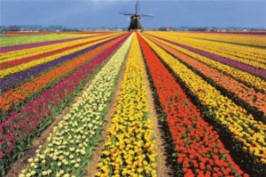 tulips-of-holland26.jpg