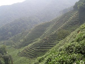Tea_plantation_in_hangzhou.jpg