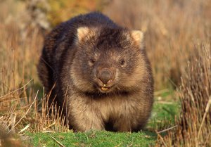 wombat4.jpg