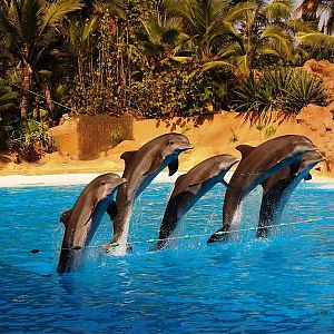 Шоу дельфинов