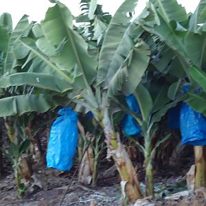 Банановый сад