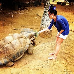 Черепахи в Тайланде