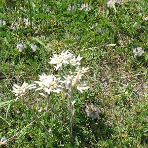 Нежные эдельвейсы -уникальные цветы альпийских лугов.