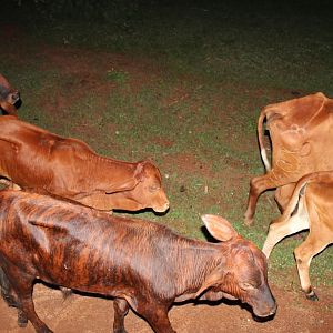 Шри-Ланка, коровы