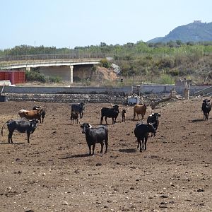 испанская ферма с бойцовыми быками
