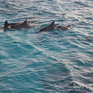 Красное море - место жизни дельфинов