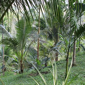 джунгли с пальмами