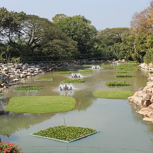 Водные растения парка