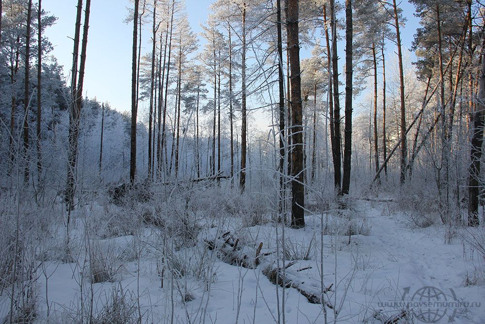 Зимний лес